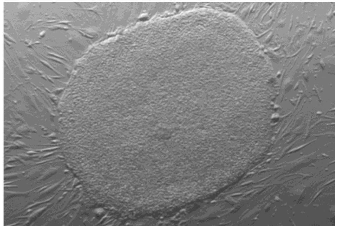 embryonale stamcellen