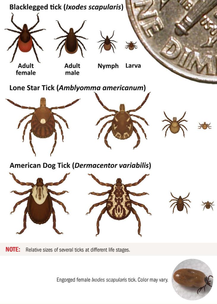 CDC image on tick life stages and types of tickets