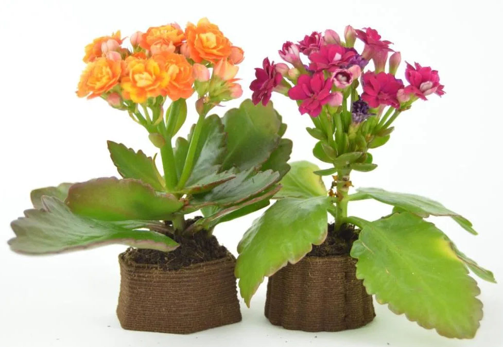 Bloemenplantenbakken 3D geprint van gebruikt koffiedik