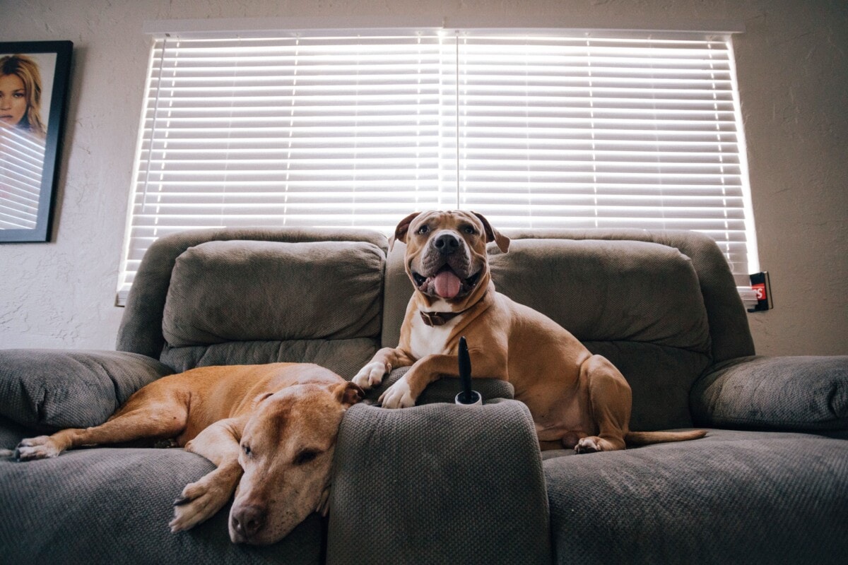 Dos perros en un sofá