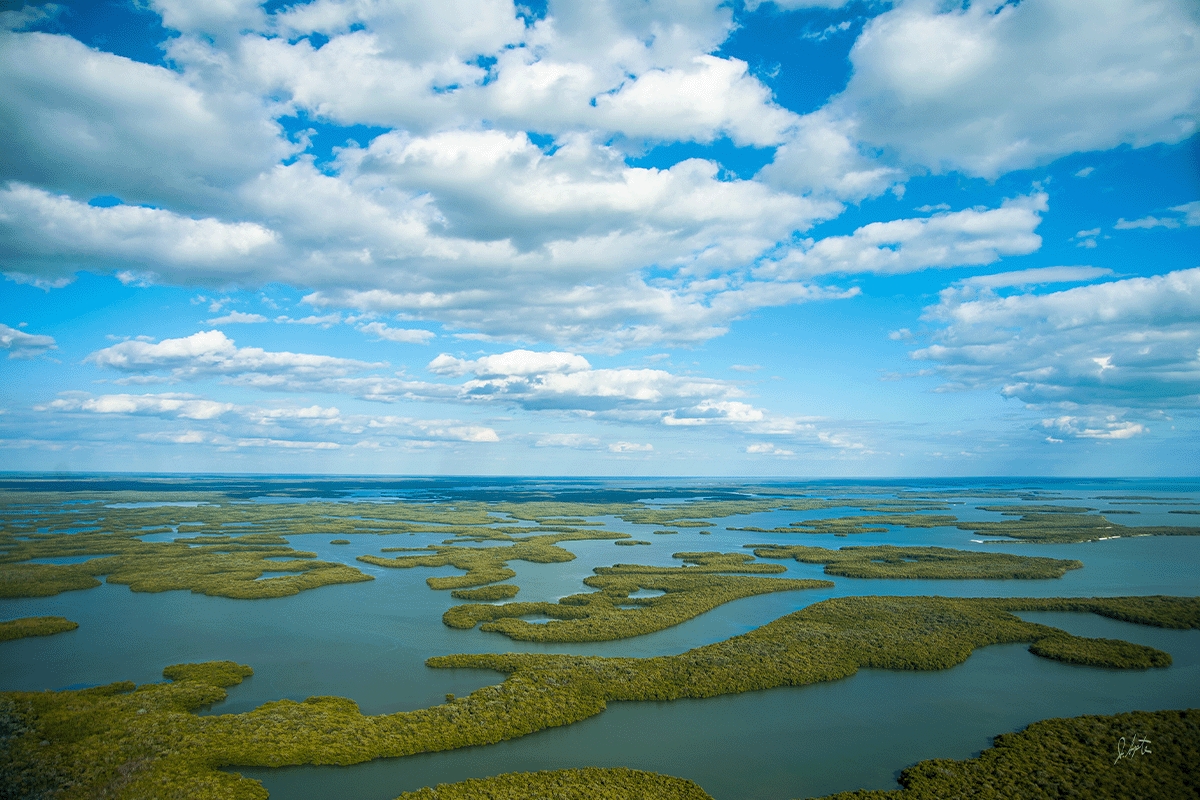 sumergiéndose en la importancia de los bosques azules_vista de las Diez Mil Islas en el Parque Nacional Everglades_visual 2