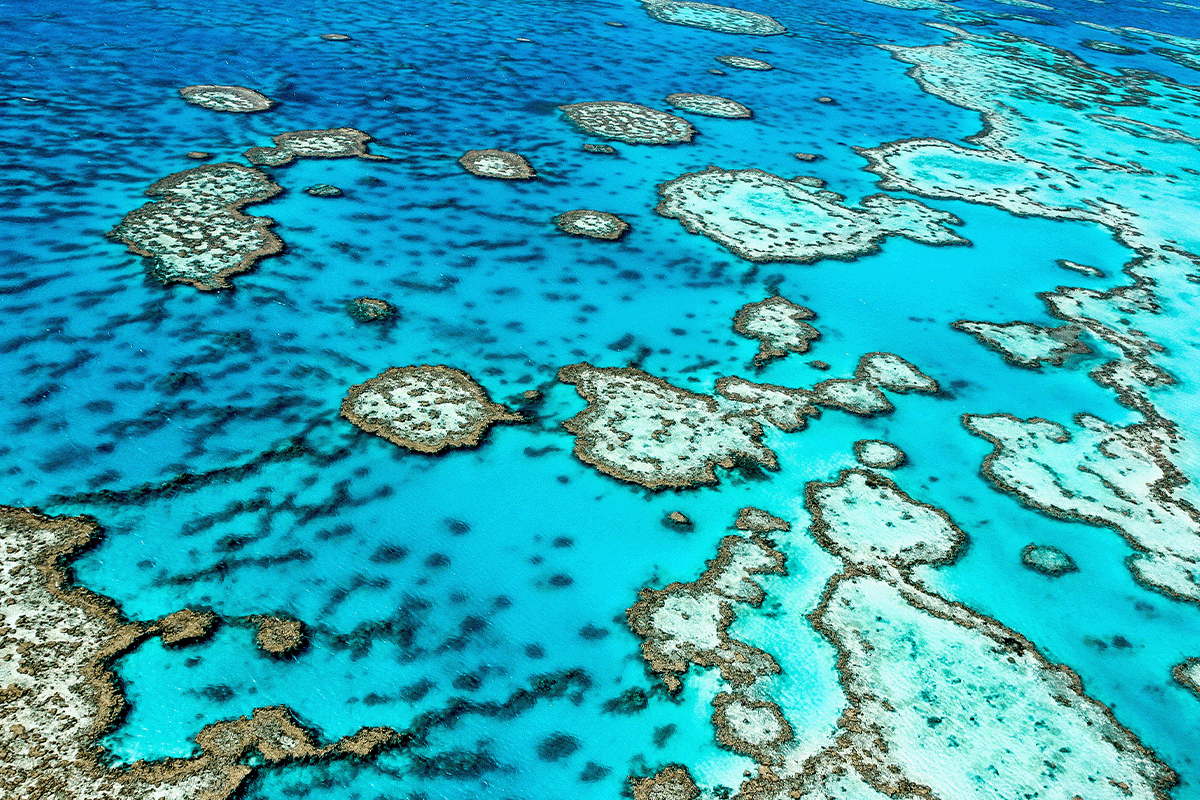 sumergiéndose en la importancia de los bosques azules_vista de la Gran Barrera de Coral en Queensland en Australia_visual 3