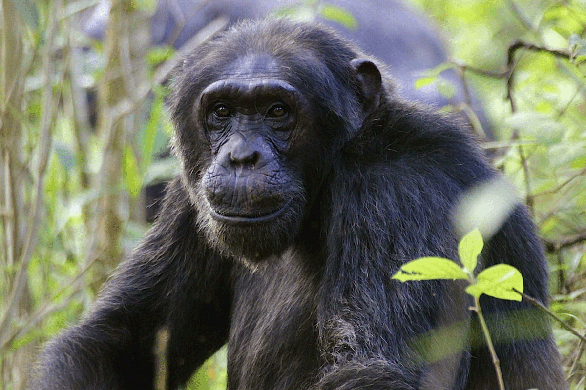 De voordelen van op de natuur gebaseerde oplossingen voor bedrijven_Portret van Bulindi-chimpansee_visual 4