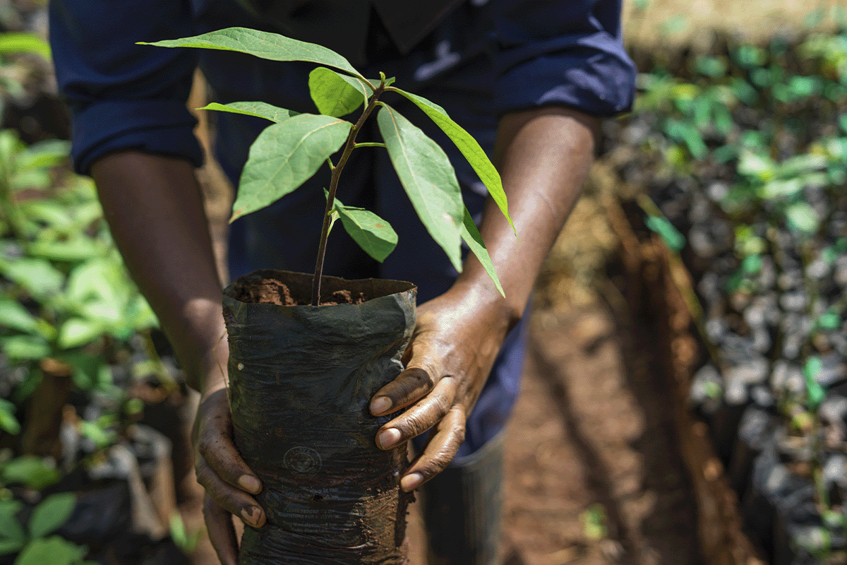 De voordelen van op de natuur gebaseerde oplossingen voor bedrijven_Close-up van een lokale zaailing in een boomkwekerij in Kenia_visual 7