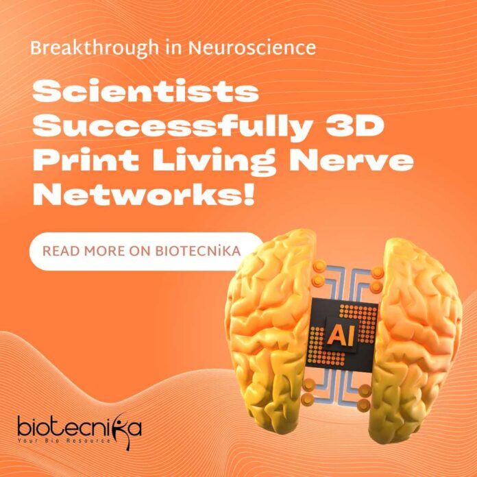 Scientists Successfully 3D Print Living Nerve Networks!