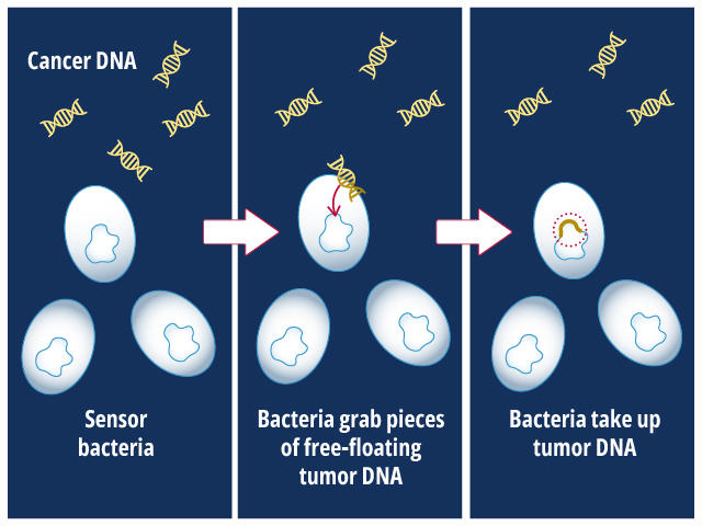 Una ilustración que muestra el proceso mediante el cual las bacterias biosensoras captan y absorben el ADN del tumor.