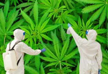 Pestizide auf Cannabispflanzen
