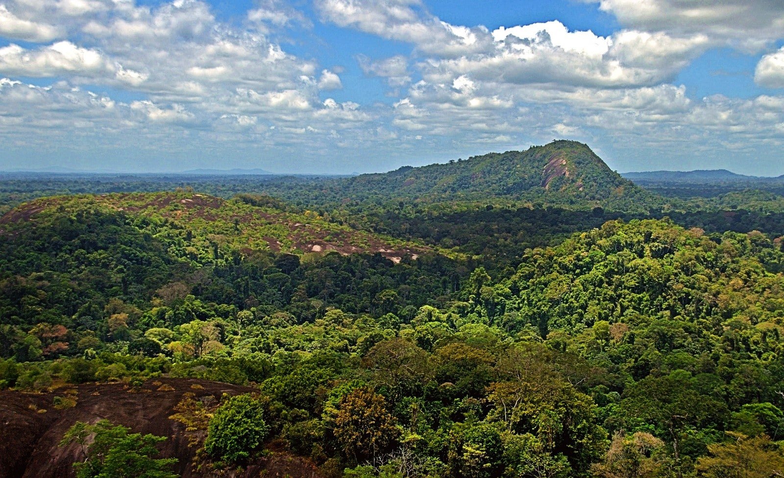 Suriname bán tín chỉ carbon từ việc giảm phát thải REDD+