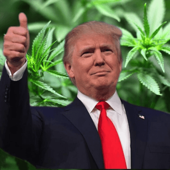 Legalisering van cannabis in de VS tijdens de verkiezingen van 2024