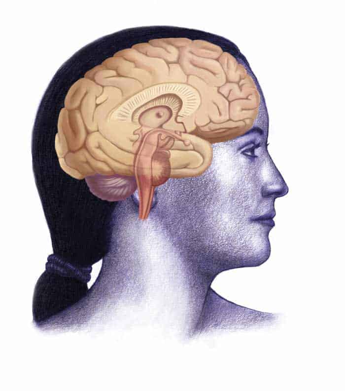 Illustration of woman's head showing cross section of the brain