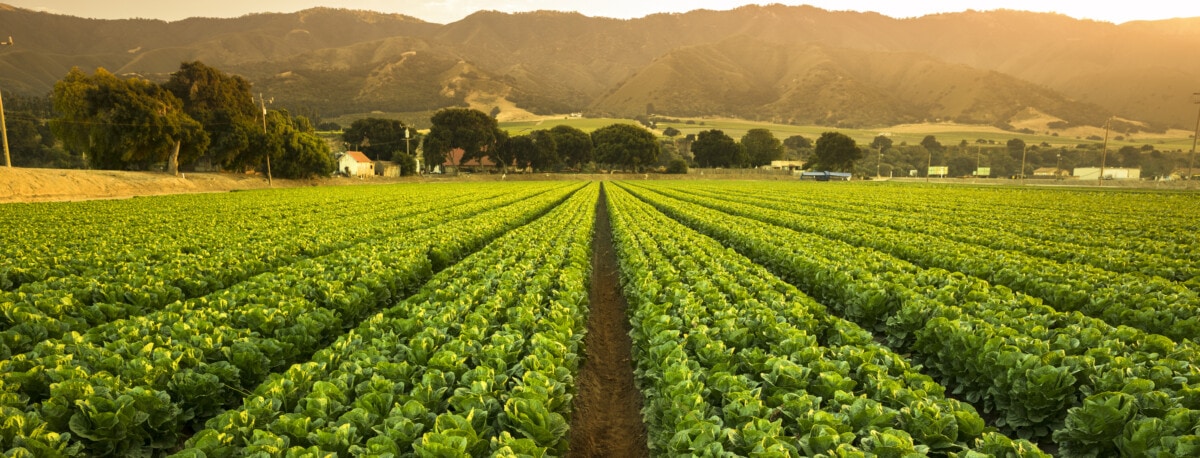 terreni agricoli della California