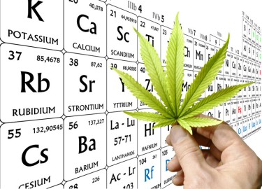 HEMP CLEANS HEAVY METALS BUT IS IT IN YOUR WEED