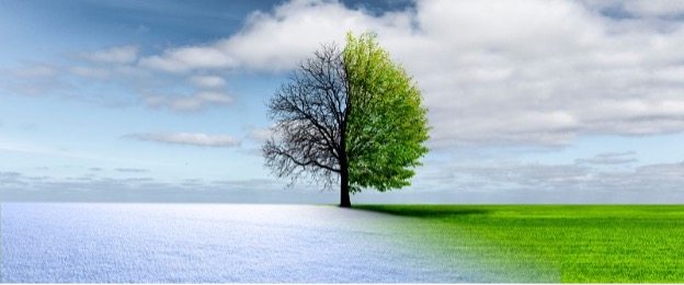 vista de árbol de invierno y verano