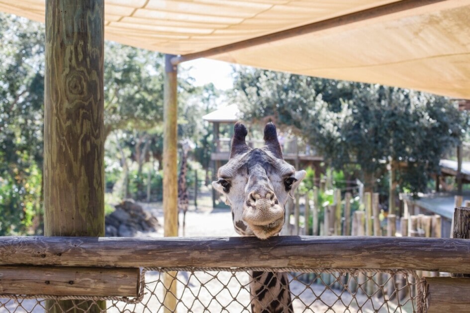 Jirafa en el zoológico de Brevard
