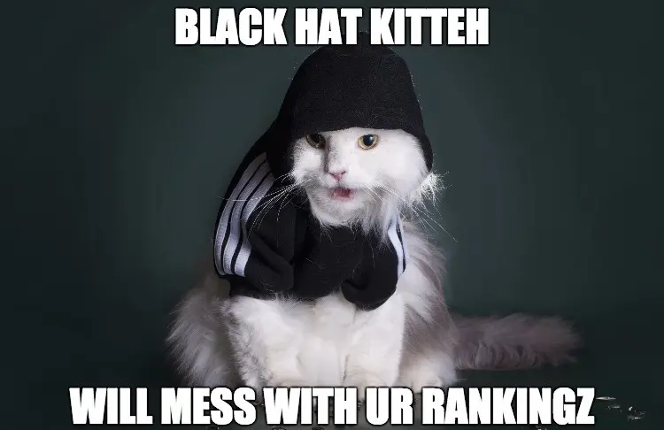 Zwart-hoed-kat