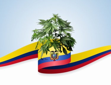 Colombiaanse gouden cannabis