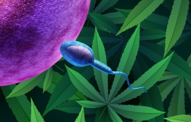 El recuento de espermatozoides aumenta con el consumo de cannabis.