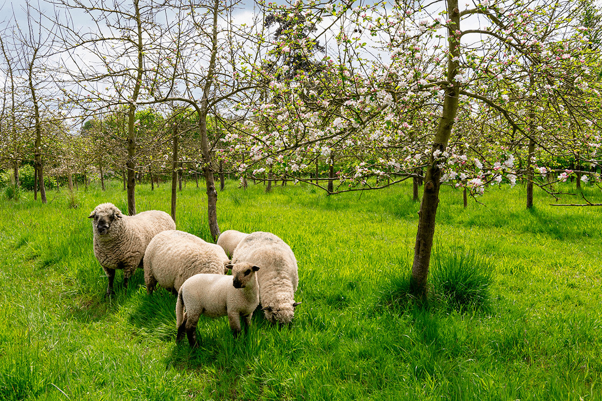 アグロエコロジーの実践_リンゴ園での羊の飼育_visual2