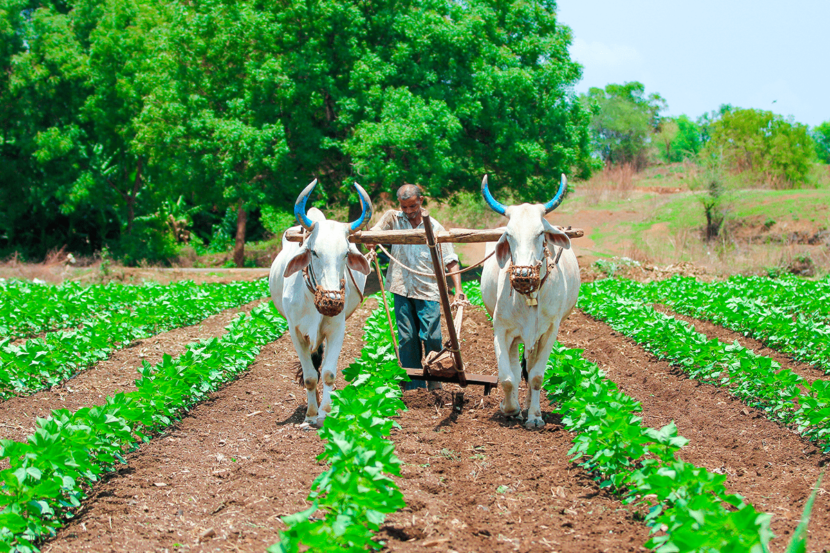 Agroecología en acción_Un agricultor está arando su campo con una yunta de bueyes_visual3