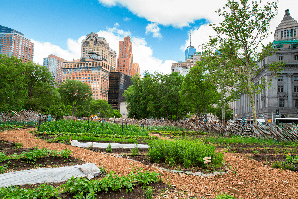 الزراعة الإيكولوجية قيد التنفيذ_مشروع البستنة في مزرعة البطارية الحضرية في مدينة نيويورك_visual7