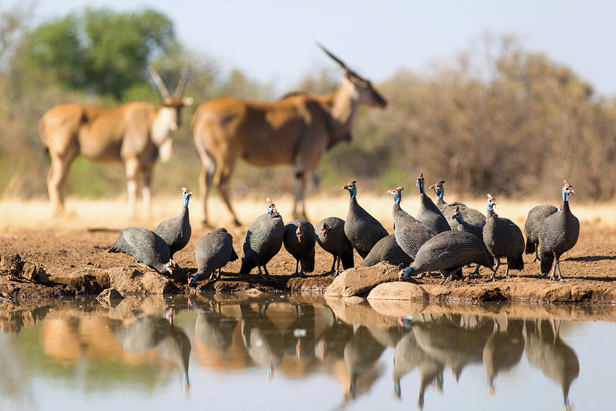 生物多様性の損失が生態系に与える影響と、そのために私たちができること_マシャトゥ動物保護区の水飲み場にいるホロホロ鳥の小さな群れ_ビジュアル 2
