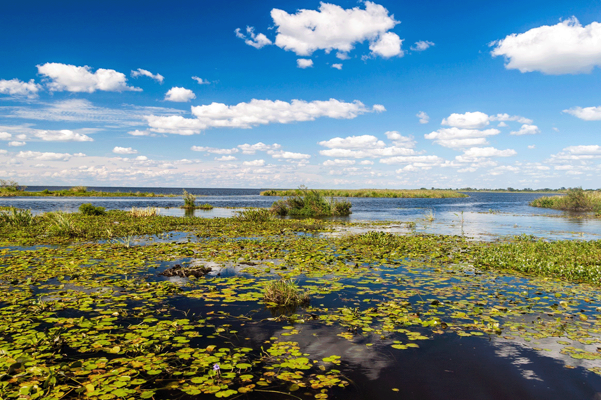 生物多様性の損失が生態系に与える影響と、それを助けるために私たちができること_エステロス デル イベラ自然保護区の湿地_ビジュアル 3