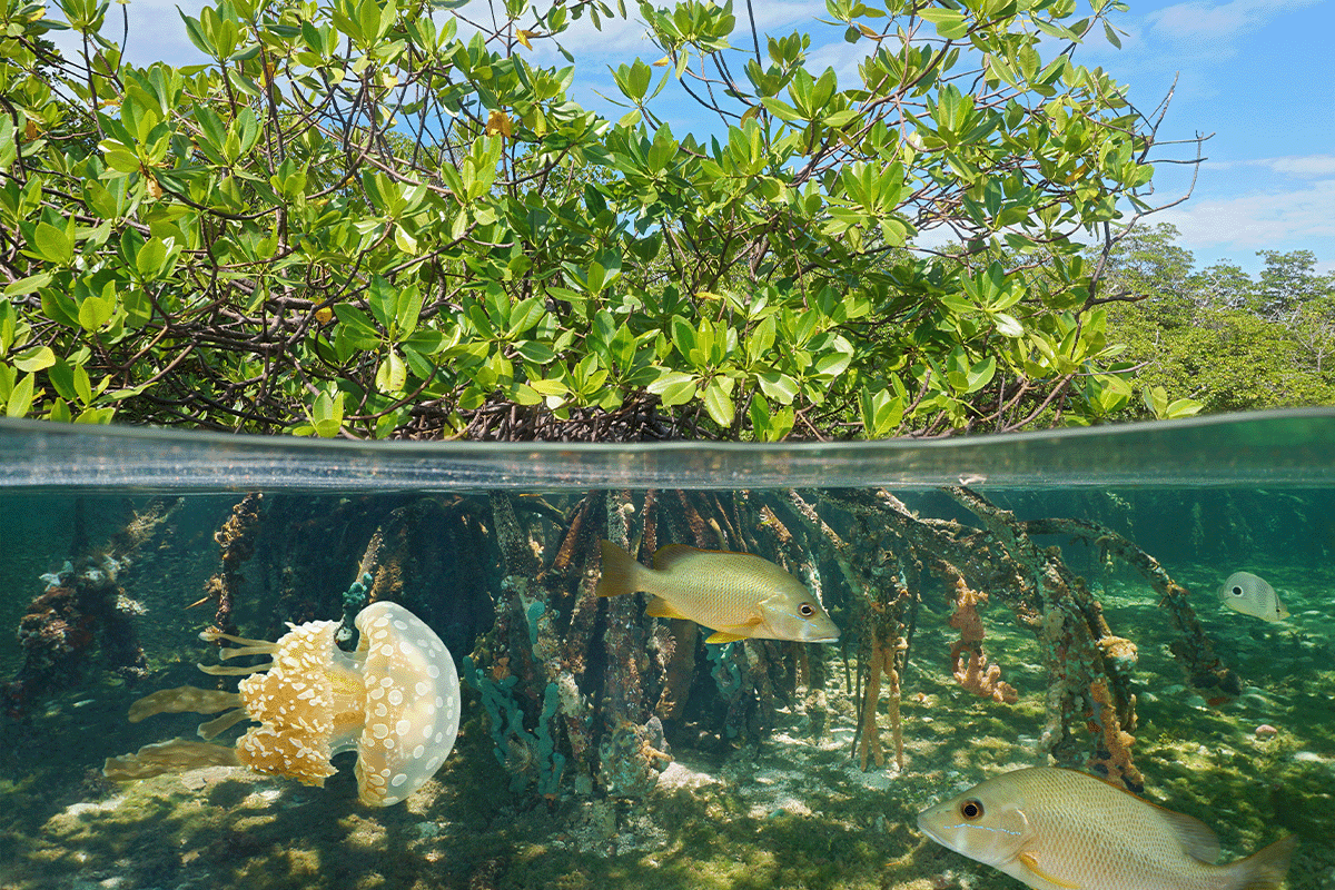 Hoe het verlies aan biodiversiteit ecosystemen beïnvloedt en wat we kunnen doen om te helpen_Bekijk op mangroven, Caribische Zee_visual 4