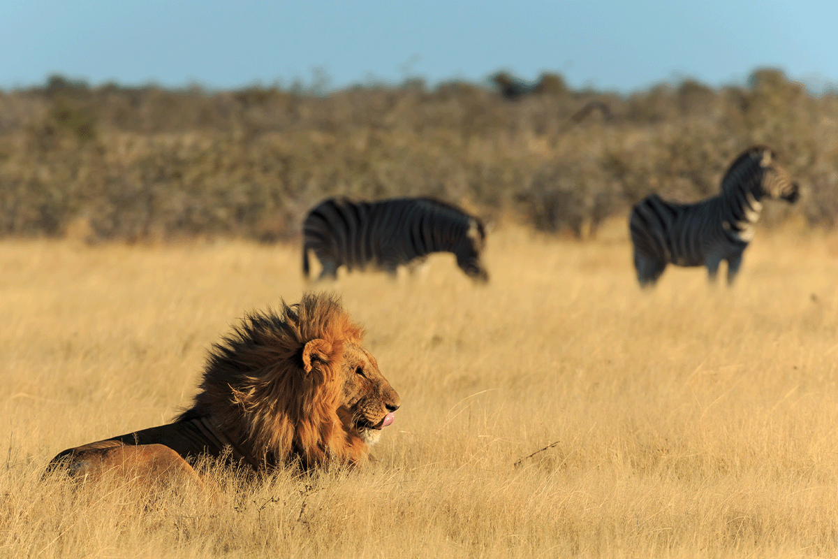 Wie sich der Verlust der biologischen Vielfalt auf Ökosysteme auswirkt und was wir tun können, um zu helfen_Afrikanische Landschaft mit einem ruhenden Löwen und Zebras im Hintergrund_Visual 5