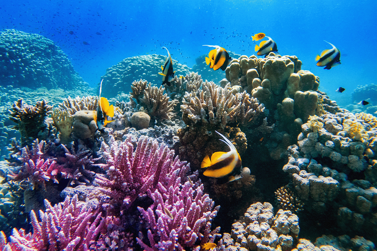 生物多様性の損失が生態系に与える影響とそのために私たちができること_紅海の底にある色鮮やかなサンゴと珍しい魚_ビジュアル 6