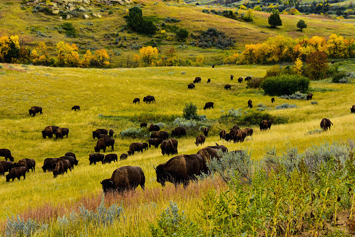 Hoe het verlies aan biodiversiteit ecosystemen beïnvloedt en wat we kunnen doen om te helpen_Kudde buffels grazen op een veld, North Dakota_visual 7