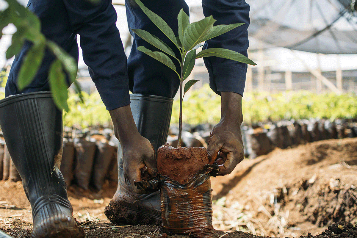 Hoe het verlies aan biodiversiteit ecosystemen beïnvloedt en wat we kunnen doen om te helpen_Lokale man plant een boom in een boomkwekerij, Hongera Reforestation Project_visual 8