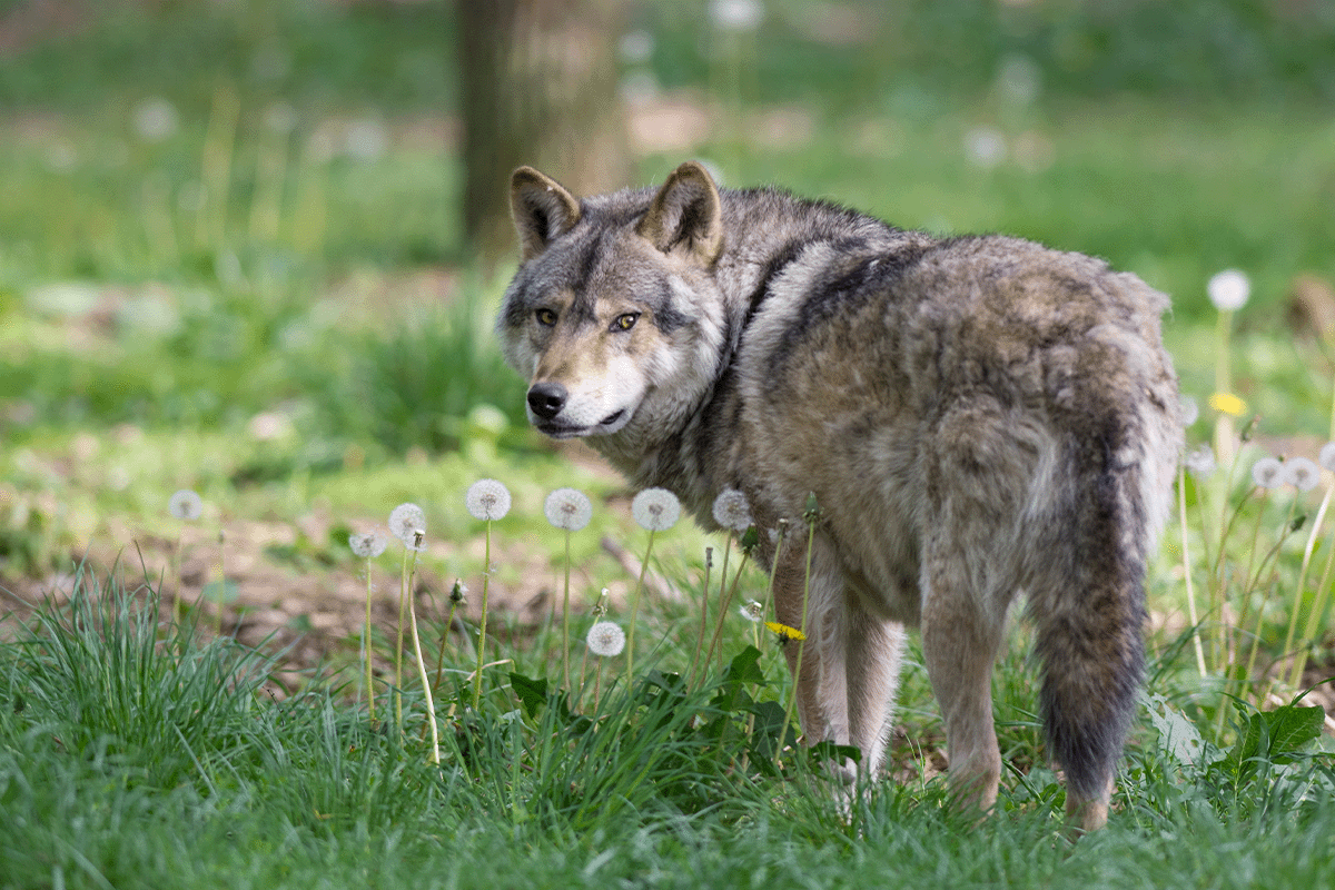 Cómo la pérdida de biodiversidad impacta los ecosistemas y qué podemos hacer para ayudar_Un lobo gris en su hábitat natural_visual 9