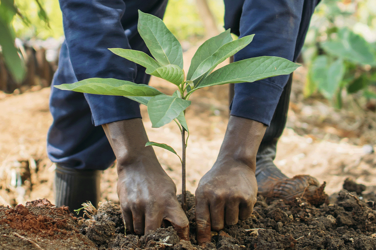 Sleutelspelers in evoluerende koolstofmarkten_Close-up van een lokale medewerker die in een boomkwekerij in Kenia werkt_visueel 8