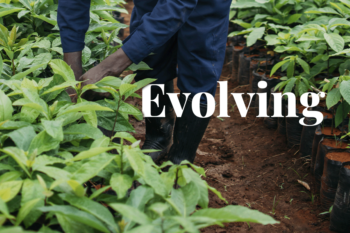 Sleutelspelers in evoluerende koolstofmarkten_Een lokale medewerker die in een boomkwekerij in Kenia werkt_visueel 1