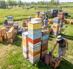 During harvest, honey supers are gently placed beside the hive for several hours to allow the bees to fly out, then forced air is used to harmlessly remove lingering bees. Grass control is by mower, rather than herbicides. Solar powered bear fences keep b