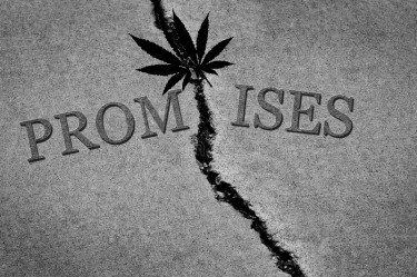 THE PROMISE OF WEED