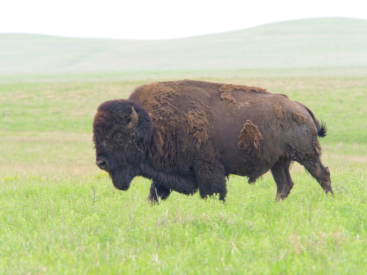 Amerikaanse bizons zwerven door het lentegrasland van Tallgrass Prairie Preserve Kansas