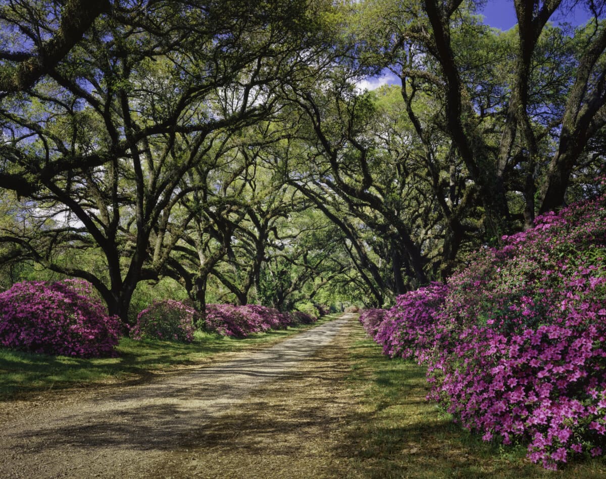 Azaleas ve Live Oak ağacı gölgelikleriyle kaplı yol, Louisiana