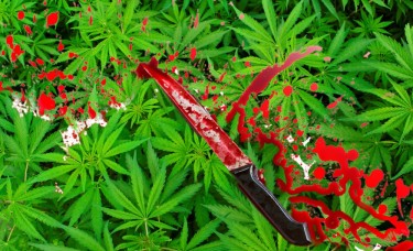 cannabis beschuldigd van steekmoord