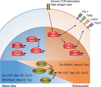 Transcriptionele en epigenetische regulatie van T-celstammen en uitputting. (Gonzalez et al., 2021)