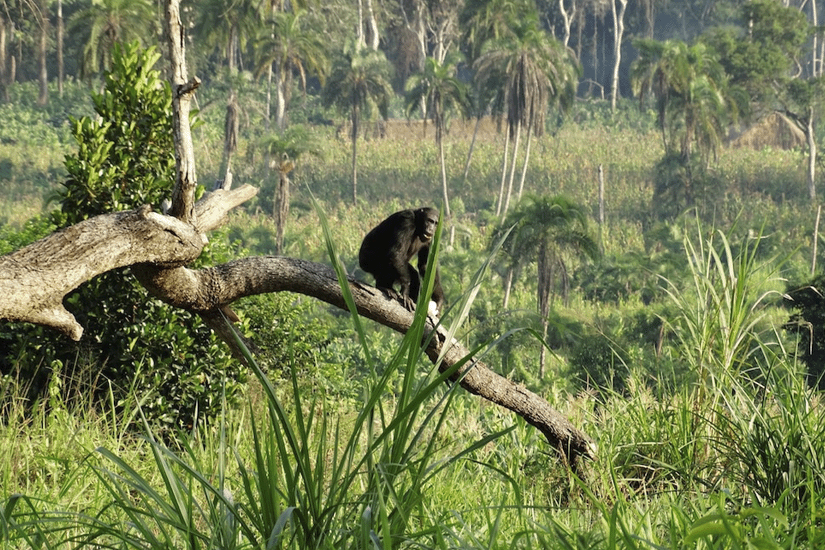 Dự án Tinh tinh Bulindi tỏa sáng trên Hành tinh Trái đất III_xem một con tinh tinh bulindi đang ngồi trên cây trong rừng_visual 7