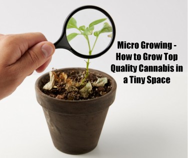 HOW TO SET UP A MICRO-GROW FOR CANNABIS