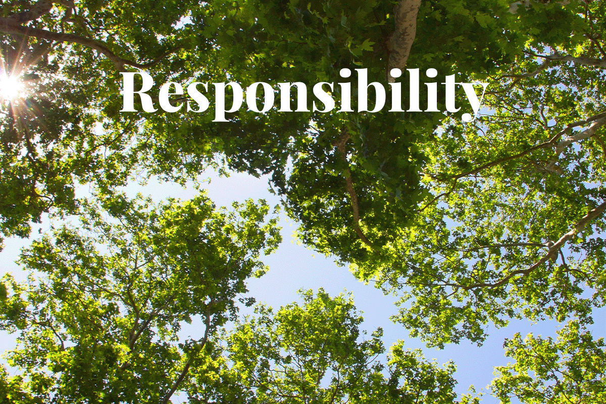 النطاق 4 الانبعاثات_ إعادة تعريف مسؤولية الشركات_صورة الأشجار من الأسفل مقابل سماء زرقاء_مرئي 1