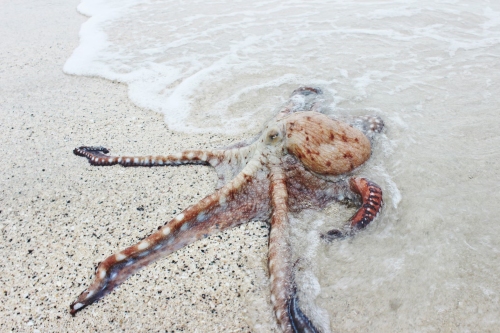 Unsplash Bryan Burgos Octopus - SEC Files Lawsuit and Accuses Kraken of Commingling
