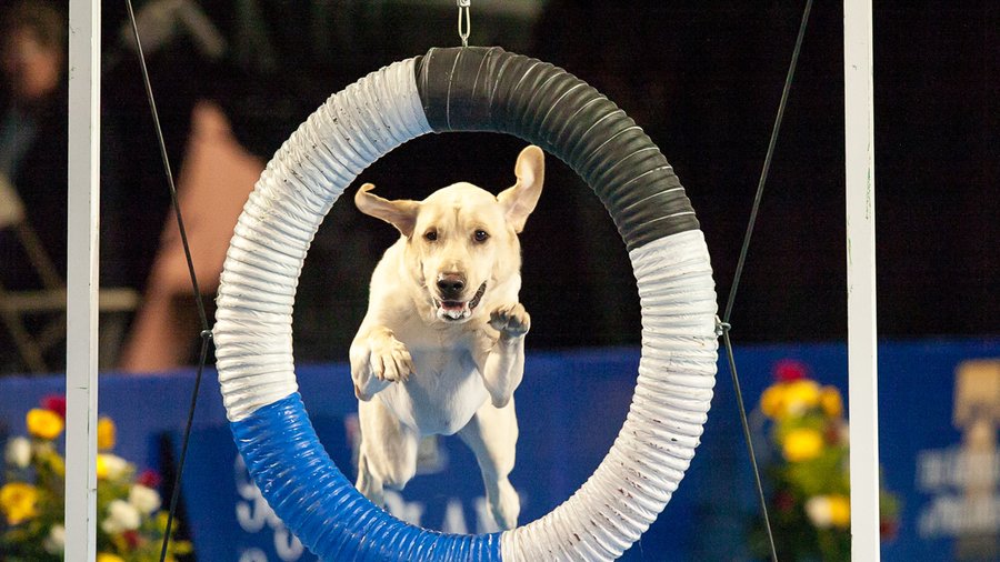 agility pup dog show