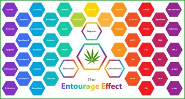 entourage-effect boven THC alleen