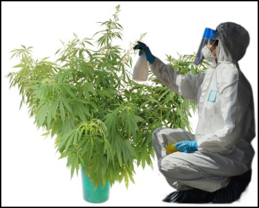 大麻試験用殺虫剤を散布する
