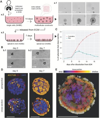 Las células epiteliales bronquiales humanas se autoconstruyen formando arquitecturas vivas móviles multicelulares. (Crédito: Gumuskaya et al., 2023)