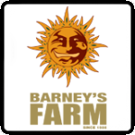 Barneys Çiftliği Amsterdam Yetiştiricisi