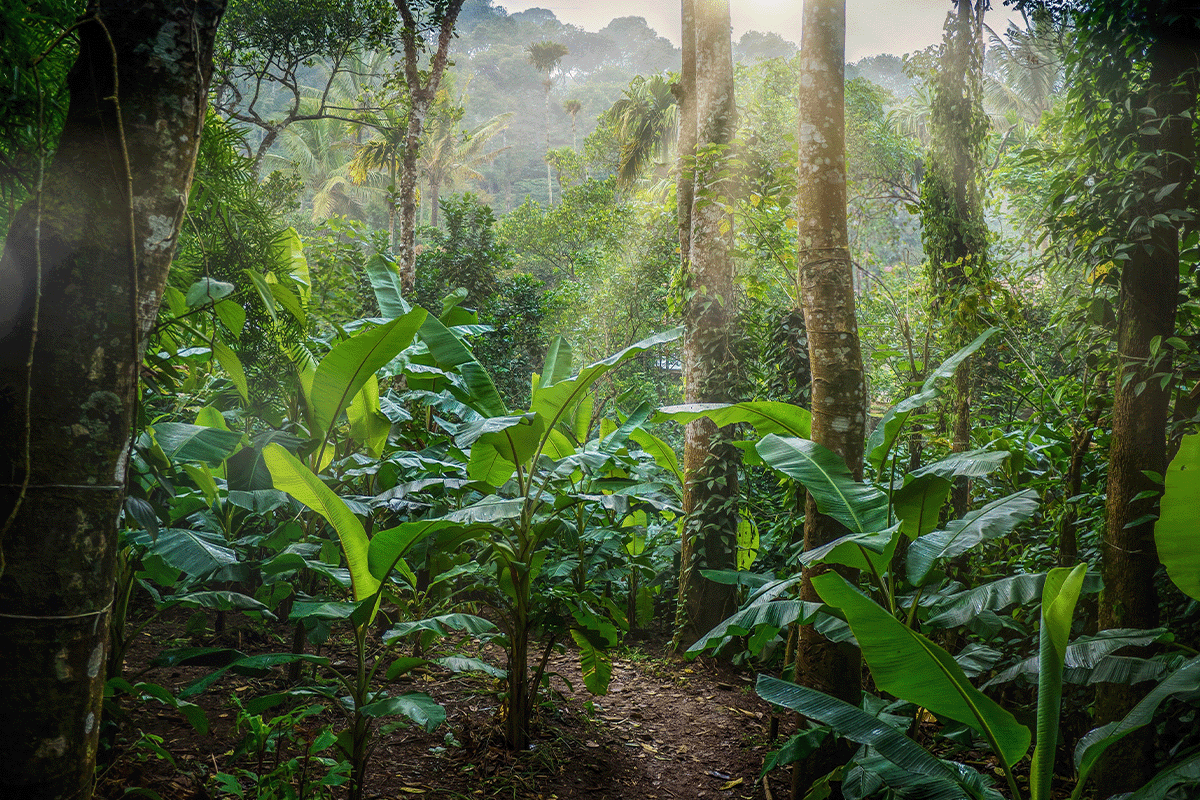 Giải mã COP28_ cuộc phiêu lưu toàn cầu về các giải pháp môi trường_Trồng cây ở Ấn Độ, bang Kerala, miền nam Ấn Độ_visual 5